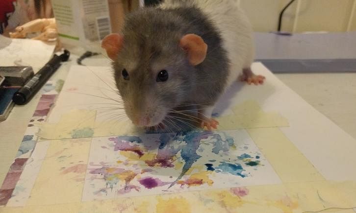 know the story of rat who earned 1,000 Pounds to sell his own paintings