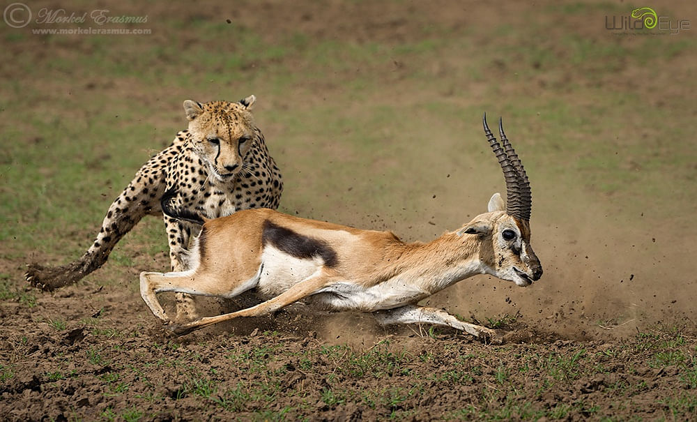 Viral video of gazelle use incredible technique to save from cheetah