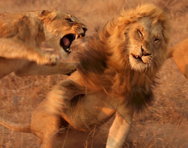viral video of lion and lioness fight people give hilarious reaction