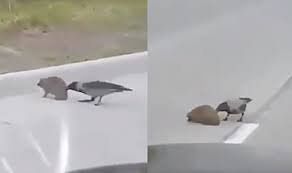 viral video of crow  helping a hedgehog to cross the road