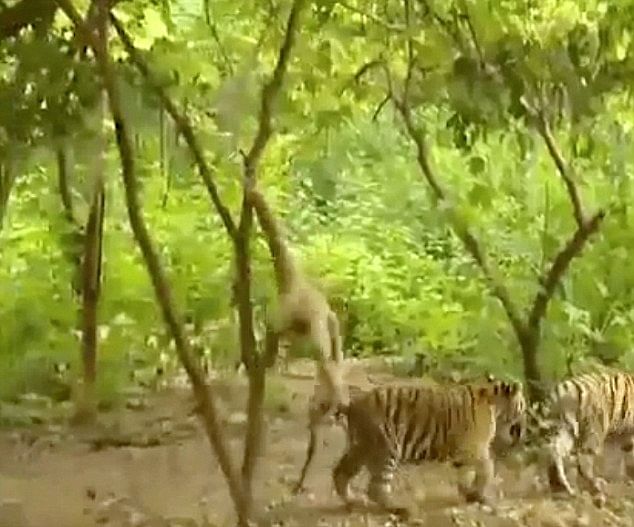 viral video of monkey monkey slaps tigers people give hilarious reaction