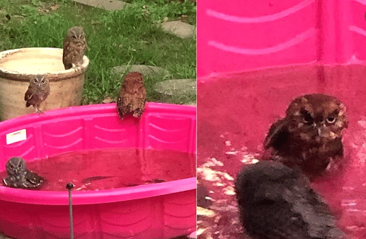 viral photos of owl doing pool party in mans backyard people give jealous reaction