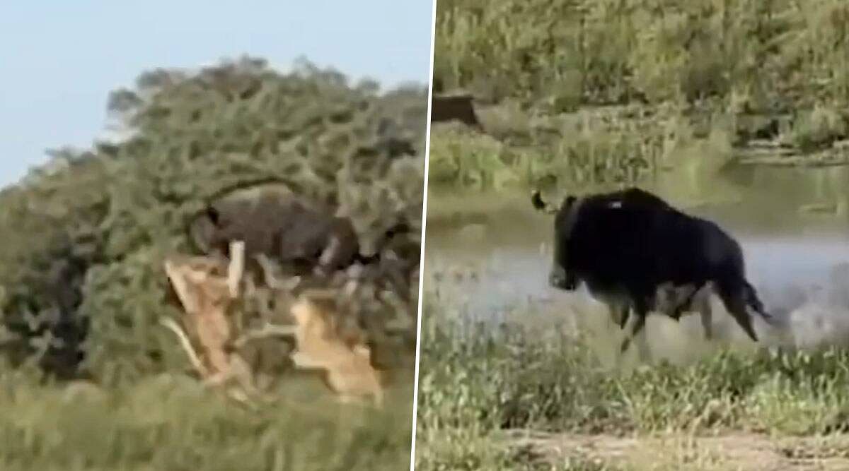 buffalo take high jump Over a Pride of Lions to Escape an Attack