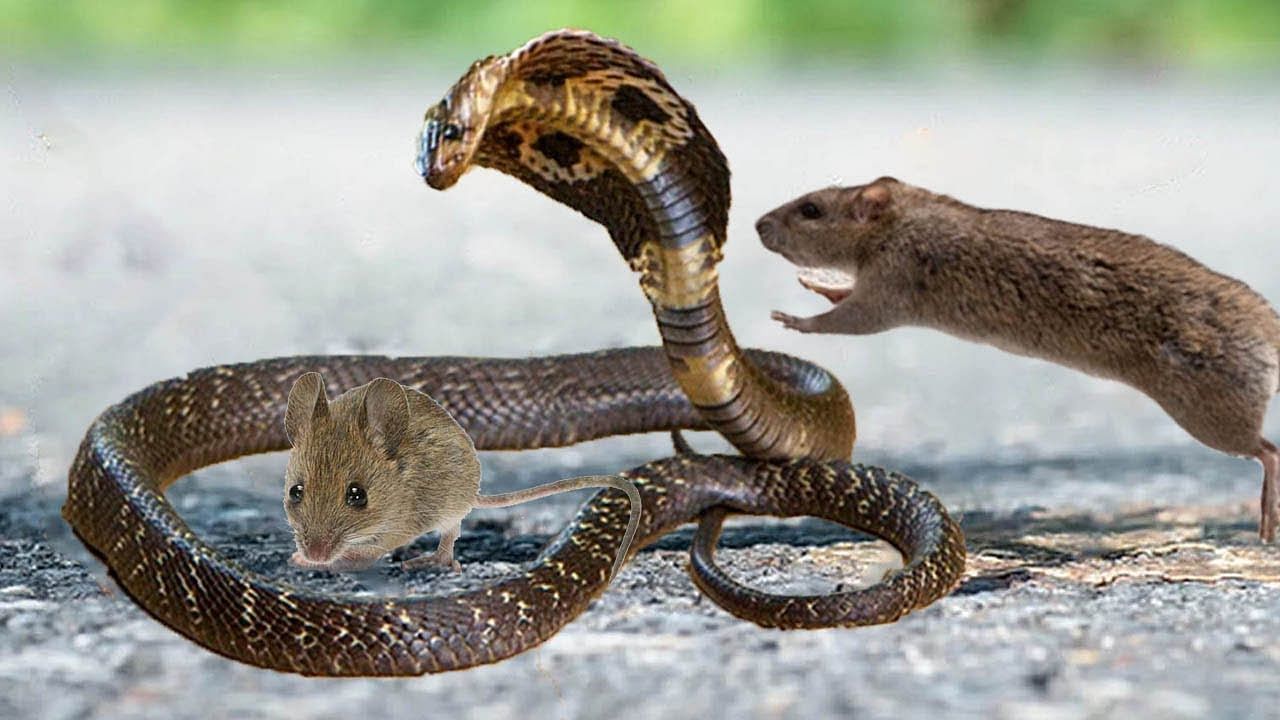 viral video of snake and rat fight to save rat children