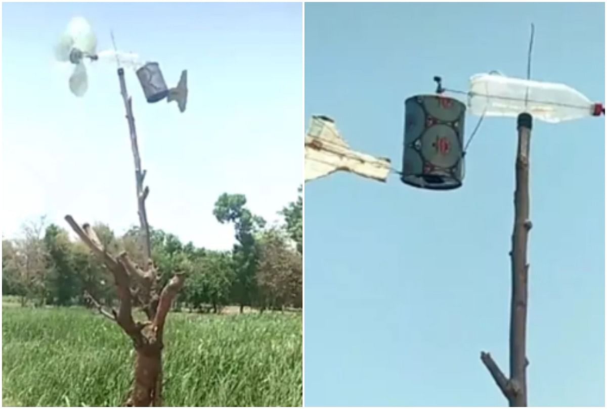 farmer use desi jugaad to prevent crop from locust attack