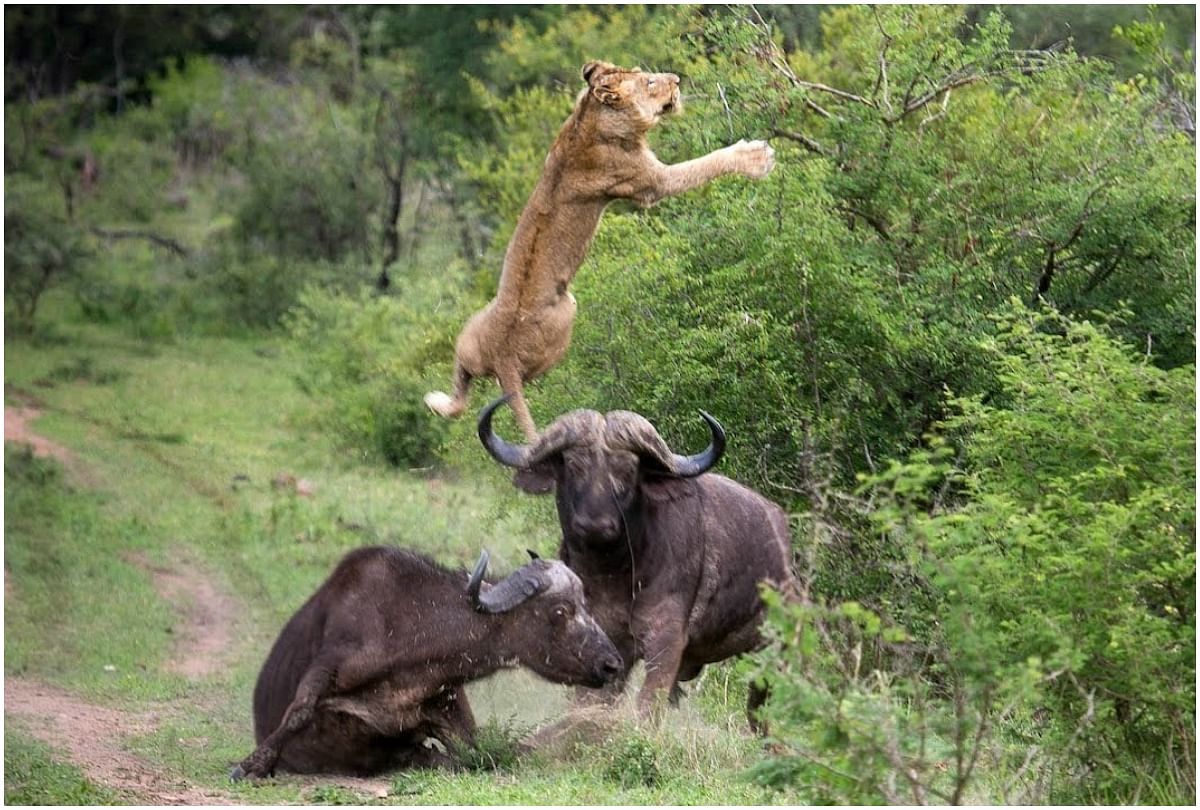 viral video of fight between buffalo and lion