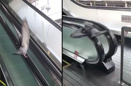 viral video of pigeon calming using Escalator  handmill