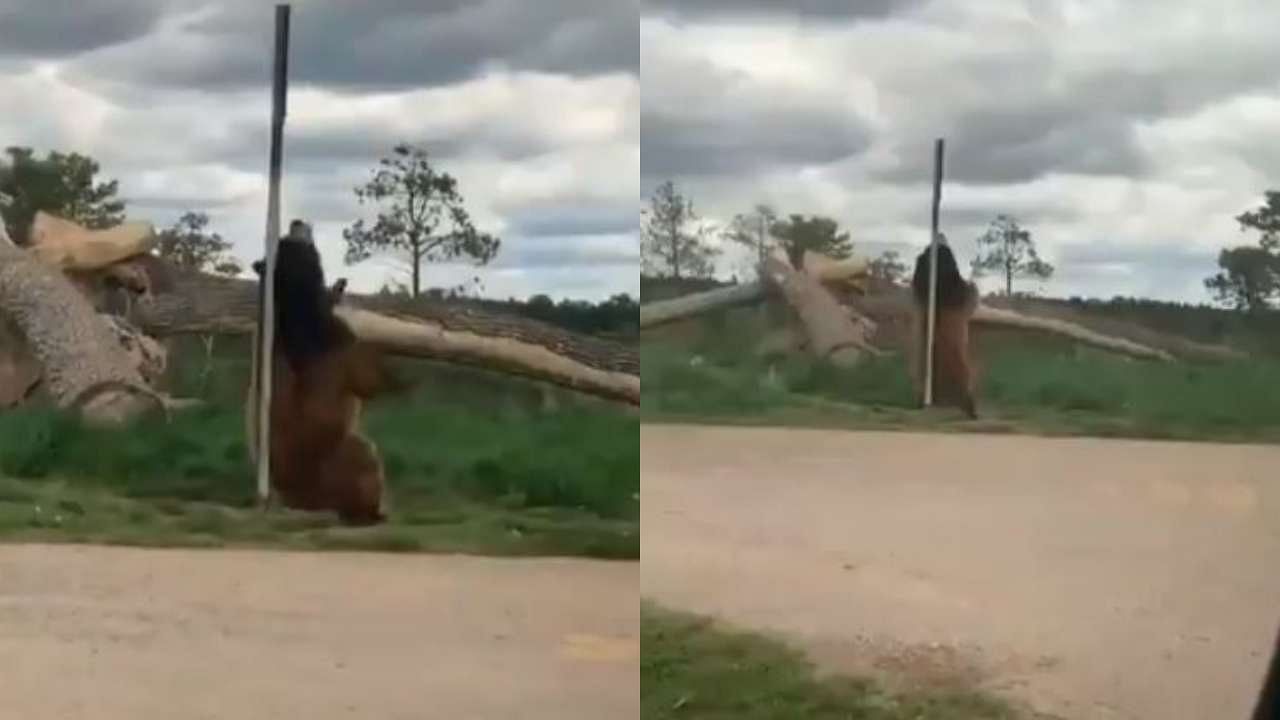 viral video of bear  rubbing his back against pole people says it is pole dance