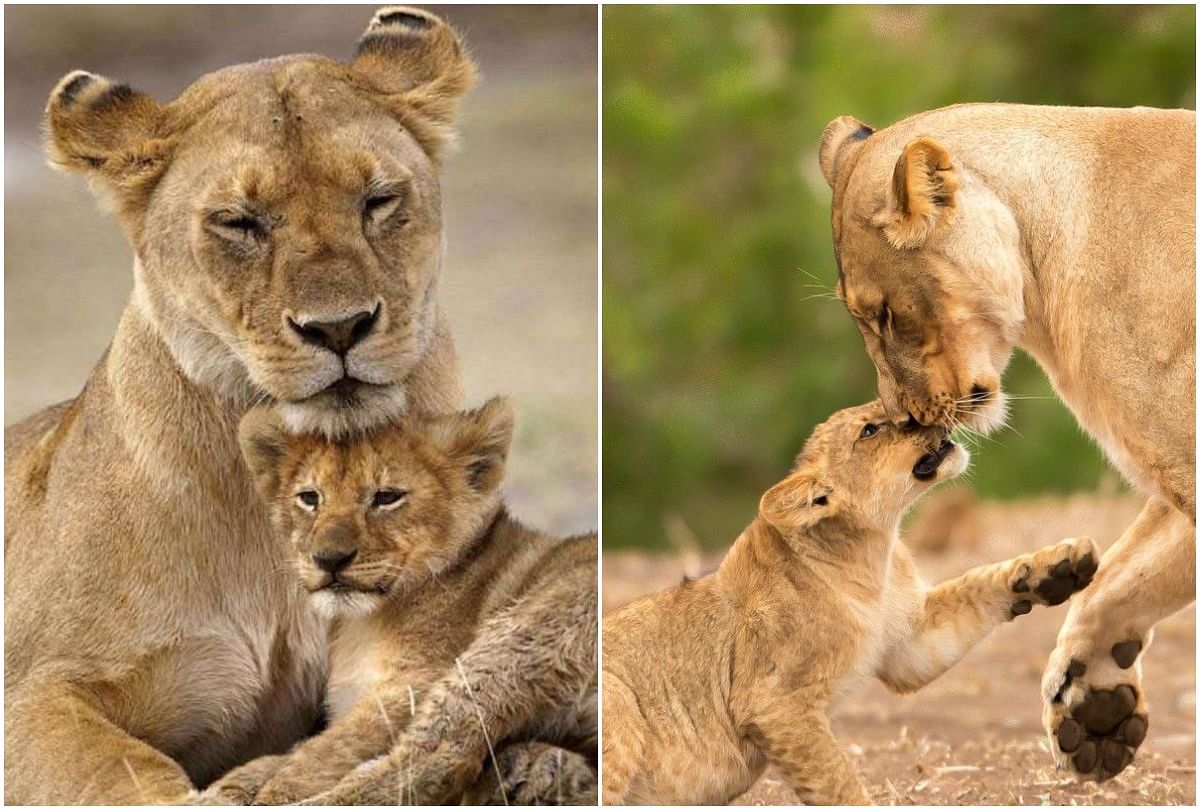 viral video of lion cub smile people says whats a bonding with mother lioness