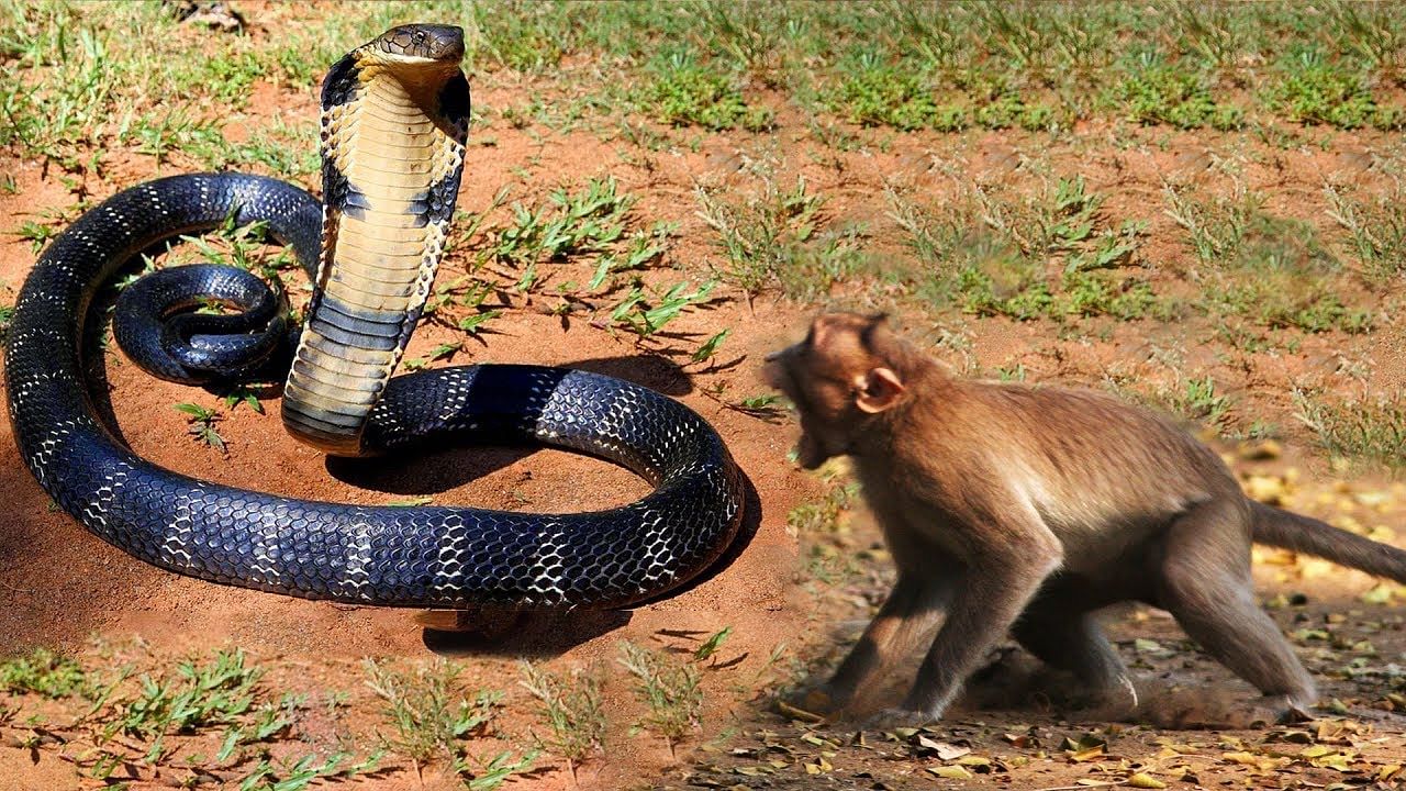 viral video of cobra and monkey fight each orther video goes viral