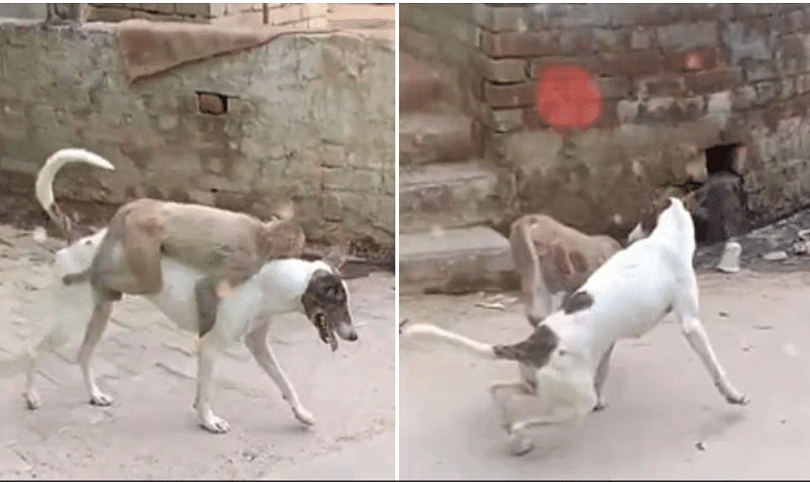 viral video of naughty monkey who ride on dog people give hilarious reaction