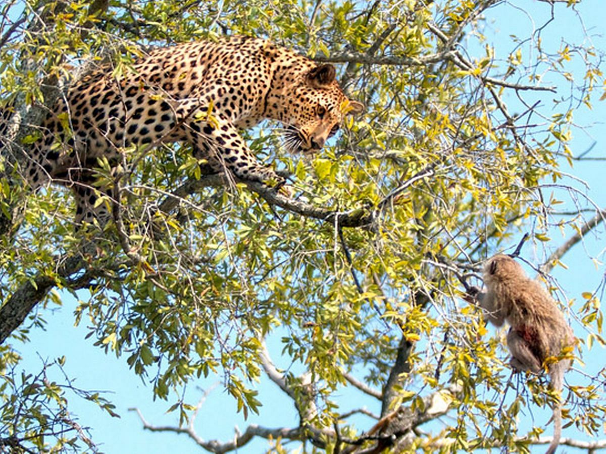 viral video of leopard who attacking on monkey people give hilarious reaction
