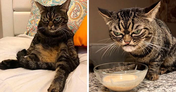 Meet the angry cat Kitzia become internet sensation