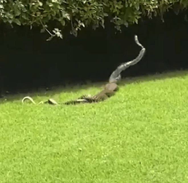 viral video of snake mating dance people give hilarious reaction