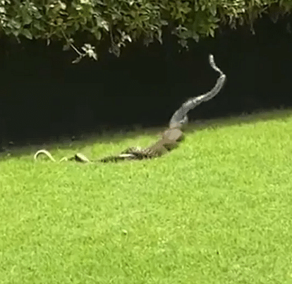 rattlesnake mating