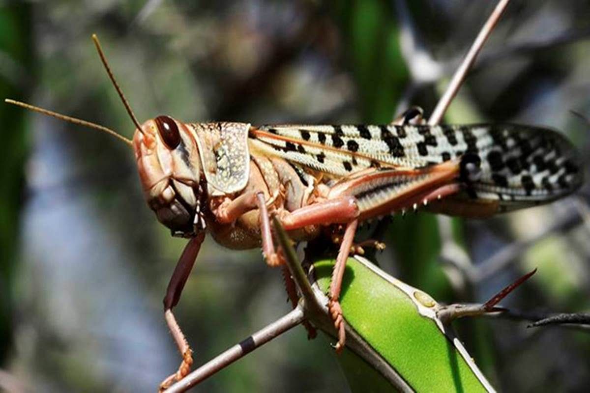 viral video of locust who plough the crop field people give hilirious reaction