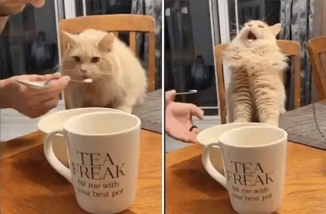 viral video of cat eat icecream and make weired face people give hilarious reaction
