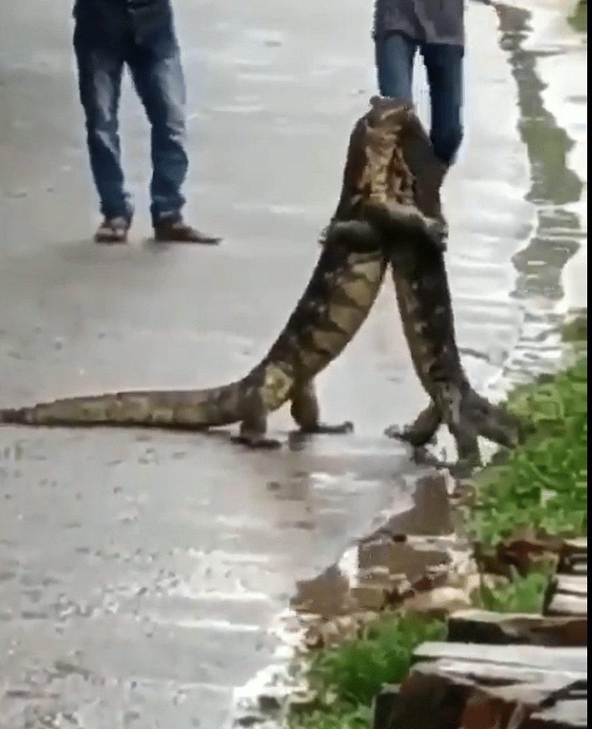 viral video of lizards hug people give hilarious reaction on it