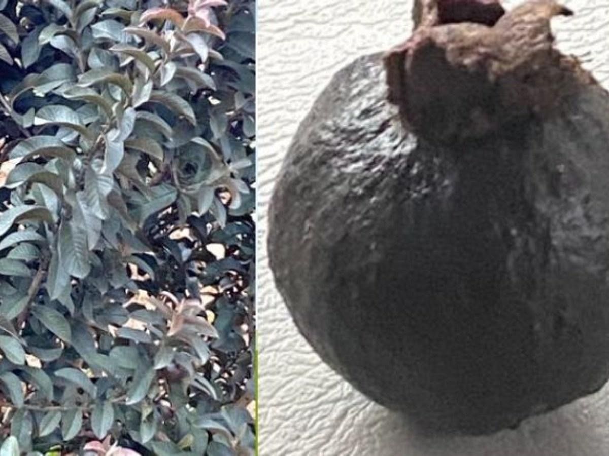 viral photos of black guava people give hilarious reaction on it