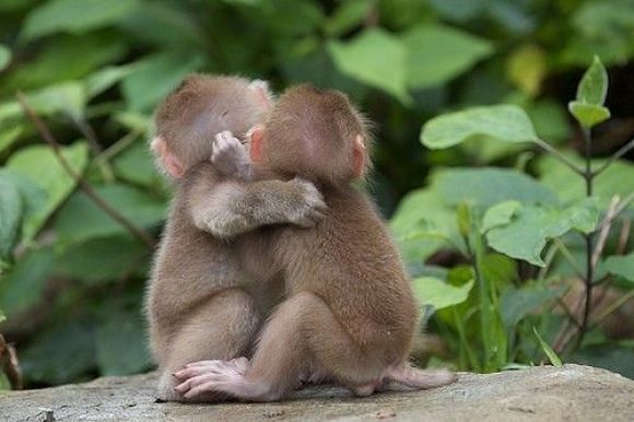 viral video of baby monkey share long hug to his friend