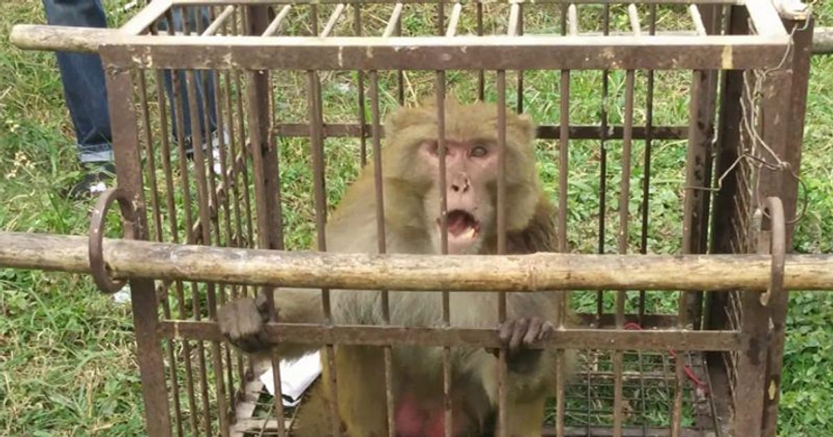 Alcoholic mirzapur monkey sentenced to life imprisonment know the whole matter