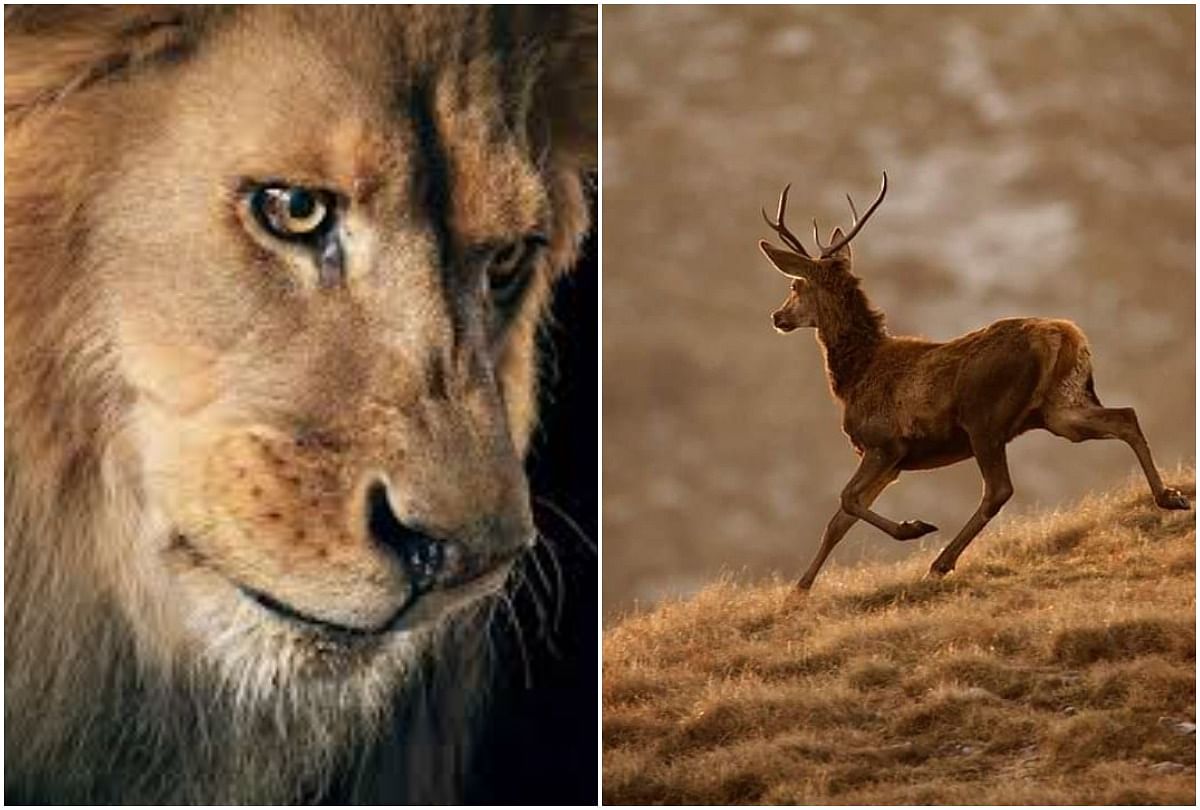 viral video of deer who chase lion people give hilarious reaction on it