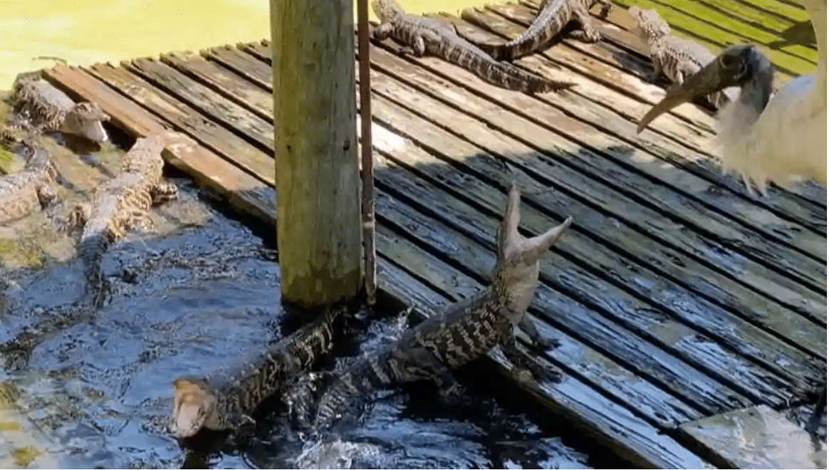 fight between baby crocodile and wood stork guess who win see what happen in viral video