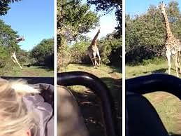 viral video of giraffe chase a car to catch up safari jeep people give hilarious reaction