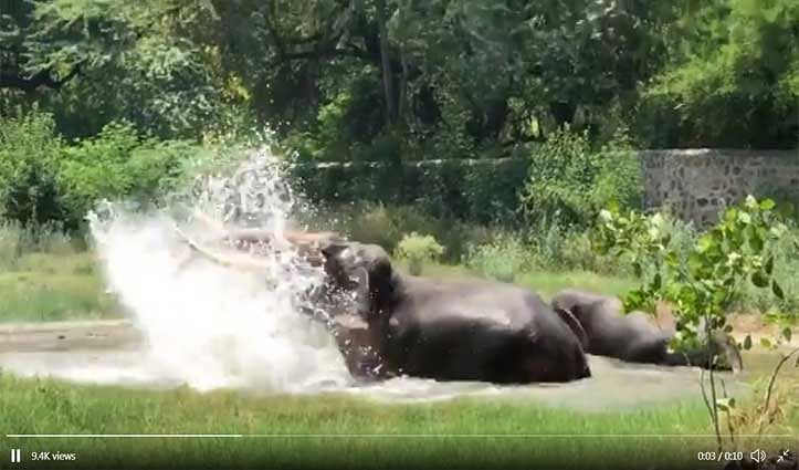 Viral video of two elephants who taking bath in pool