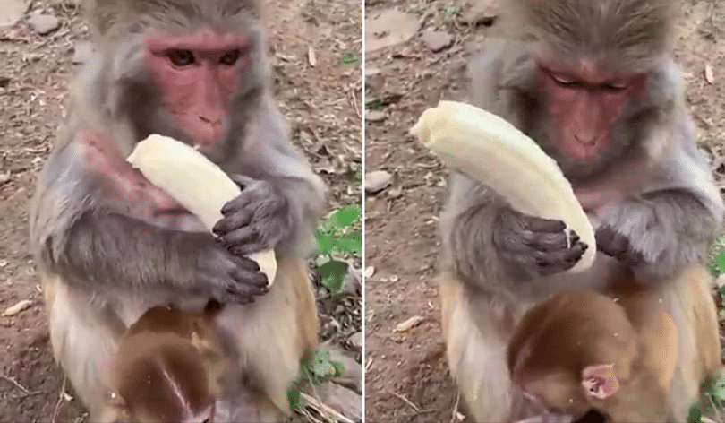 viral video of monkey who eat banana like human people give funny reaction