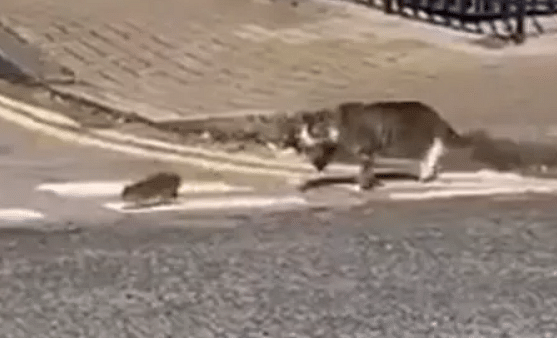 viral video of cat who follow rat for cross road people says its tom and jerry moment