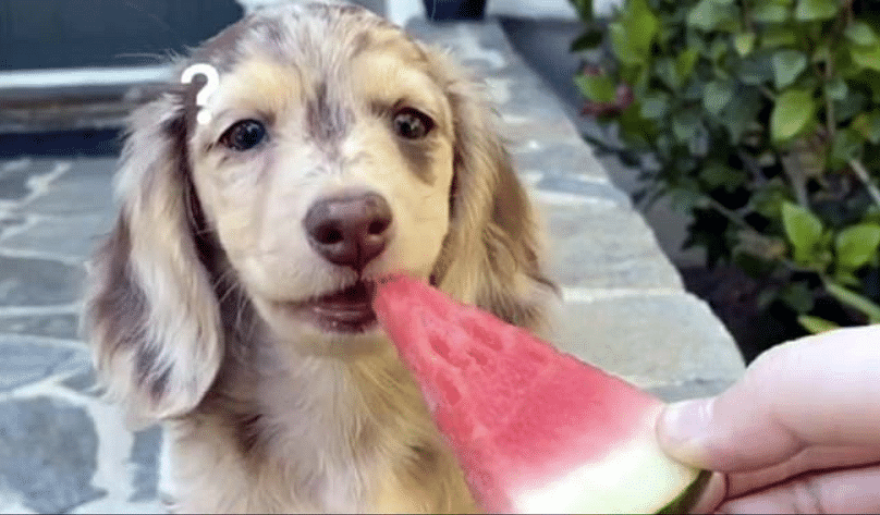 viral video of dog who eating watermelon and give cute expression