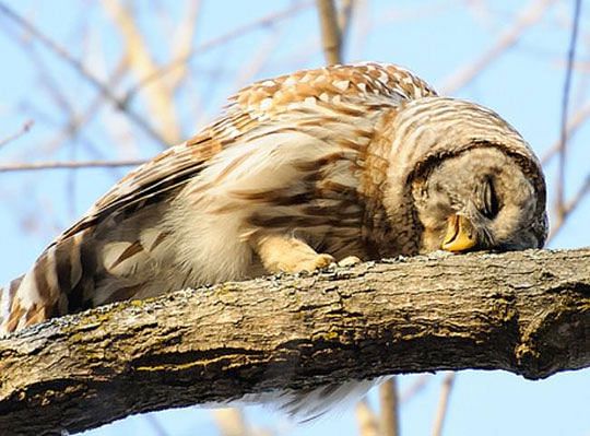 owl baby sleeping photo viral on social media people give hilarious comment on it