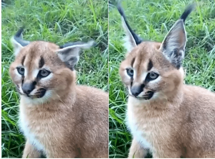 viral video of caracal who moved her ear like antenna