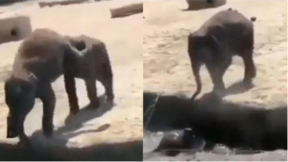 viral video of baby elephant who pushes his friend in water people give hilarious comment