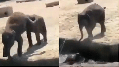 baby elephant pushes