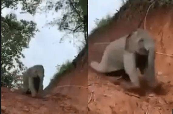 viral video of baby elephant sliding down through hills
