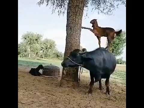 viral video of smart goat using buffalo to eat leaves from trees