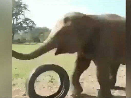 viral video of elephant playing with vehicle tyre people give hilarious comment on it