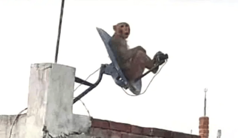 monkey sit on cable dish tv to enjoy weather people give hilarious comment on it