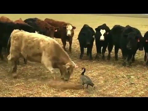 viral video of brave goose stand up against a group of furious cow