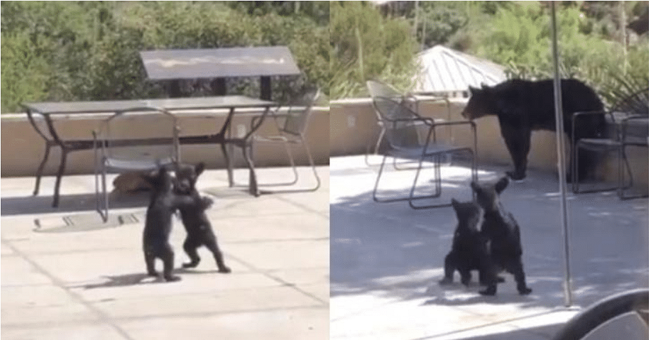 viral video of Bear Cubs Fighting Like Human in front of mother