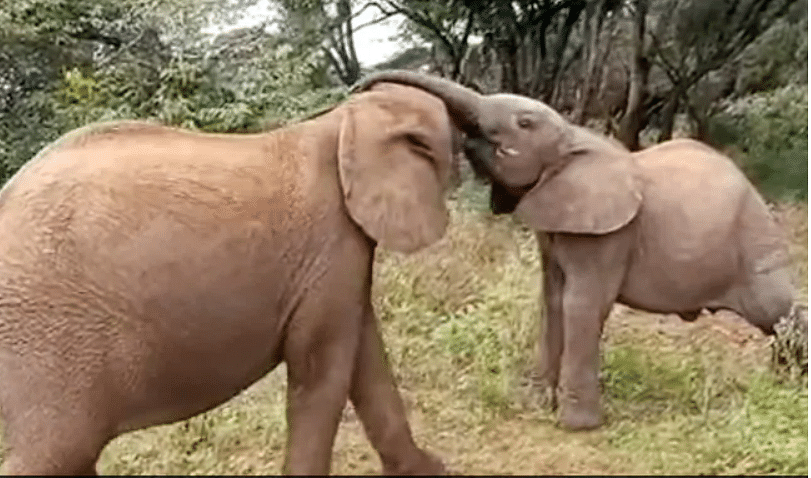 viral video of baby elephant fight each other for food
