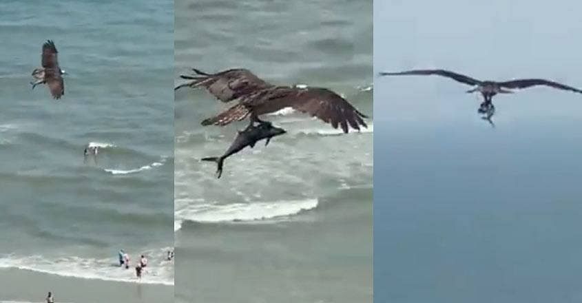 viral video of Bird carries baby shark in its talons social media users get shocked