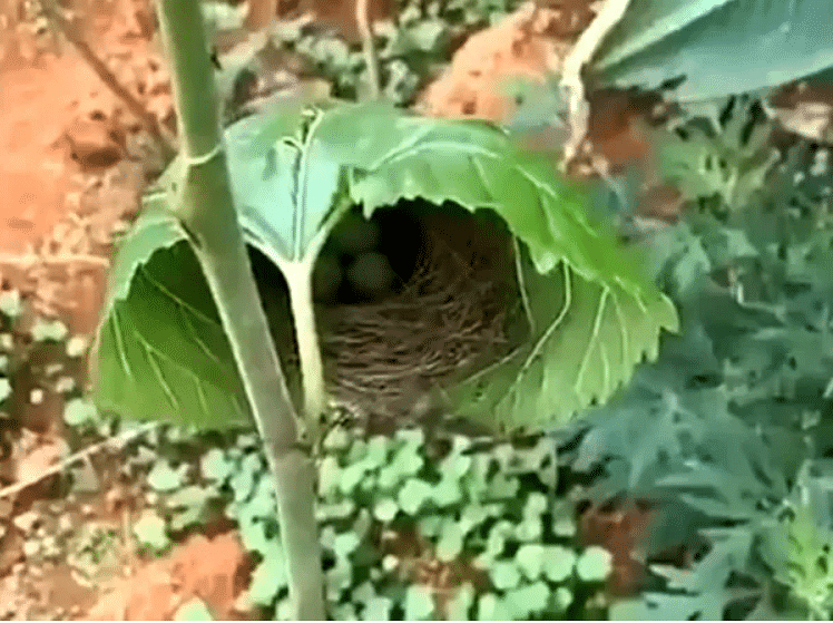viral video of brilliant engineering done by bird for making nest