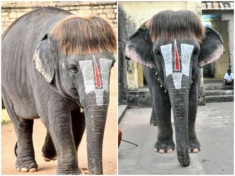 elephant hairstyle gone viral on internet users give hilarious comment