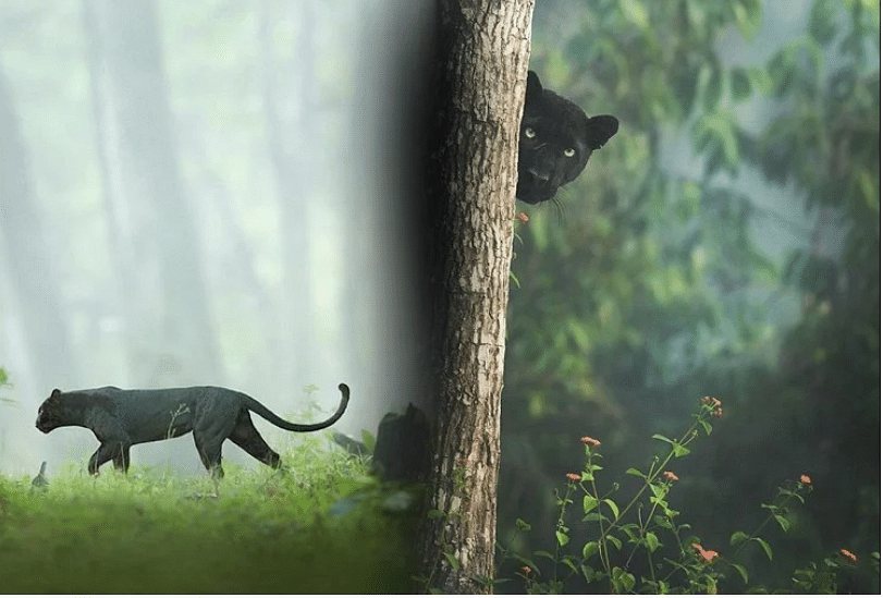 Viral Photos of a Black Leopard Kabini forest mesmerizes netizens remind Bagheera