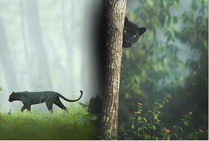 कर्नाटक के जंगलों में घुमता काला तेंदुआ