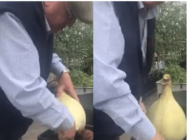 man grow 3 kg onion on small pot video gone viral on social media