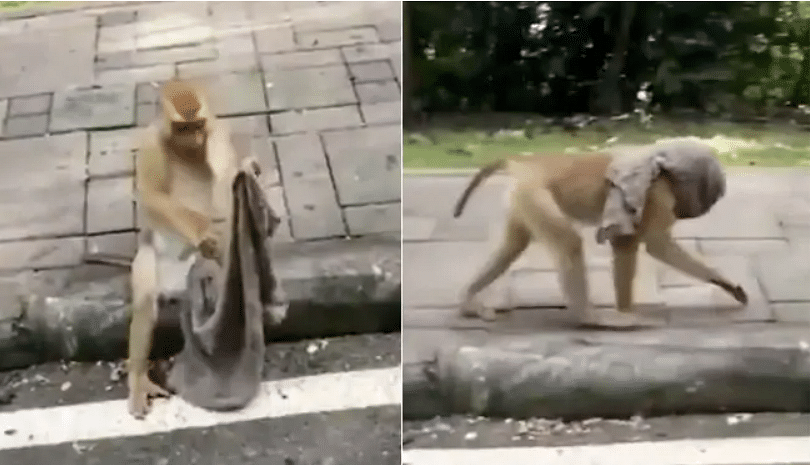 viral video of monkey who wearing mask with wraping clothes people give hilarious comment